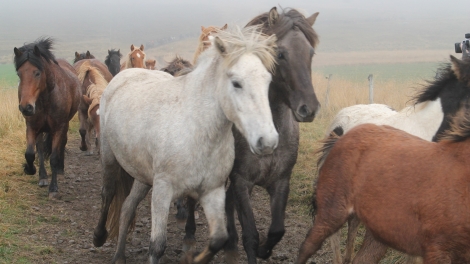The Icelandic horse has over 40 colors and 100 variations of color.